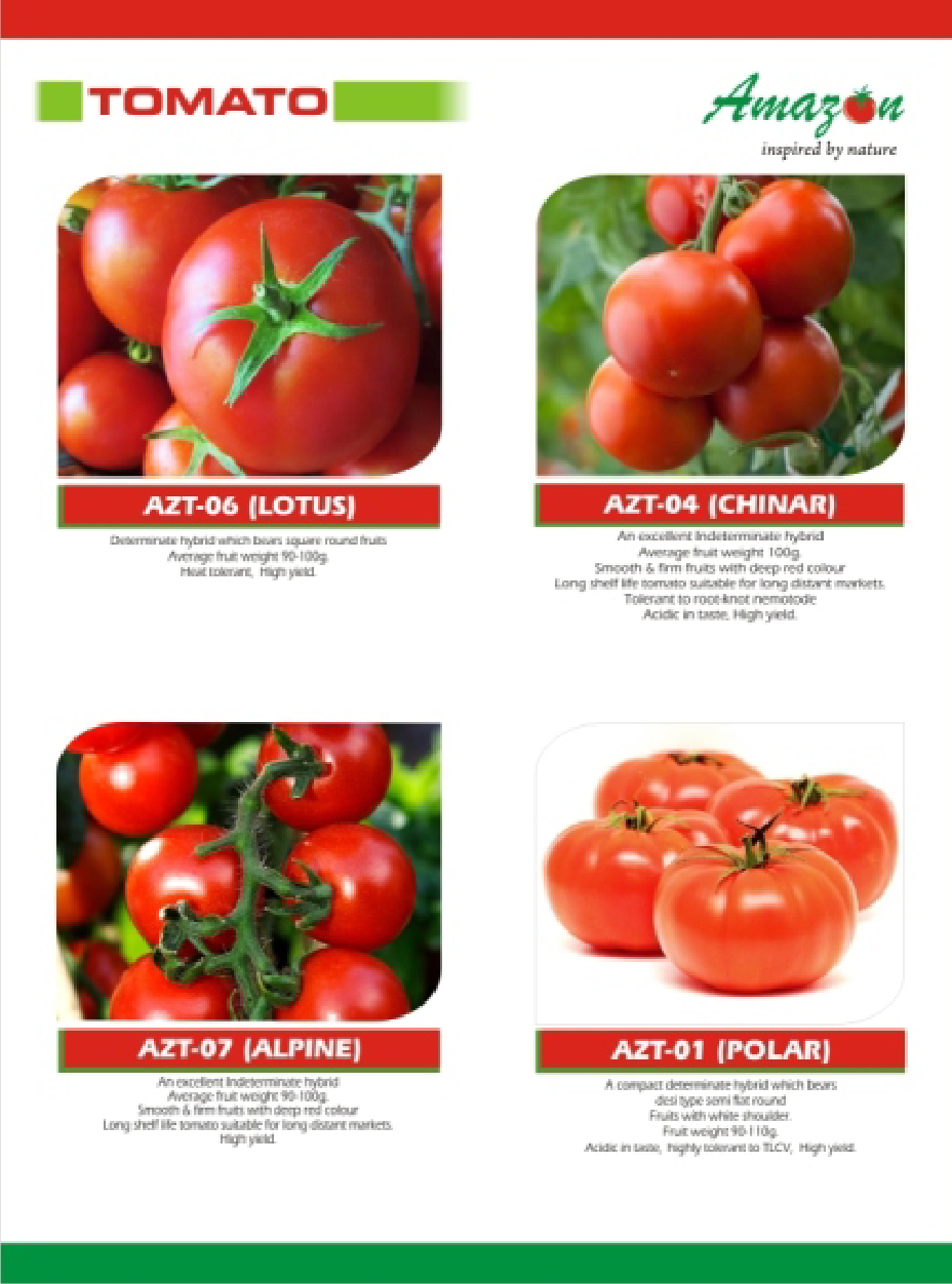 Amazon Tomato